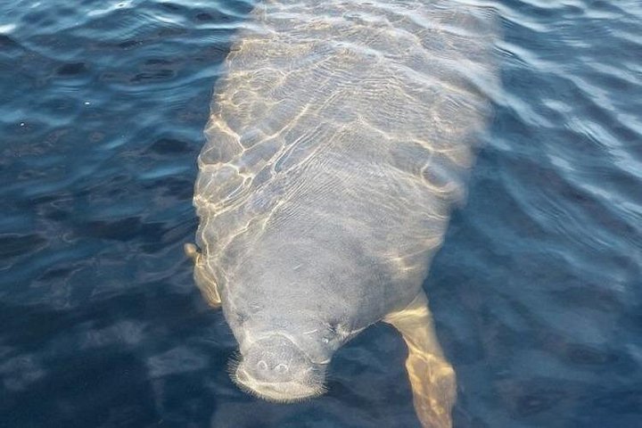 Tour guidato in kayak trasparente o paddleboard nel Silver Springs State Park, Florida, con avvistamento di fauna selvatica, foto 13 | wizardtrip