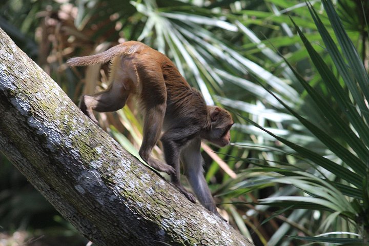 Tour guidato in kayak trasparente o paddleboard nel Silver Springs State Park, Florida, con avvistamento di fauna selvatica, foto 14 | wizardtrip