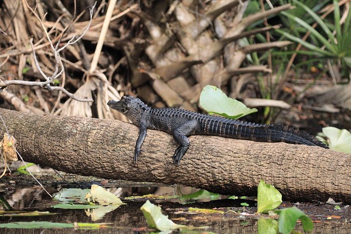 Tour guidato in kayak trasparente o paddleboard nel Silver Springs State Park, Florida, con avvistamento di fauna selvatica, foto 15 | wizardtrip