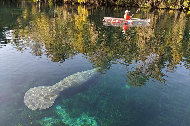 Tour guidato in kayak trasparente o paddleboard nel Silver Springs State Park, Florida, con avvistamento di fauna selvatica, foto 18 | wizardtrip