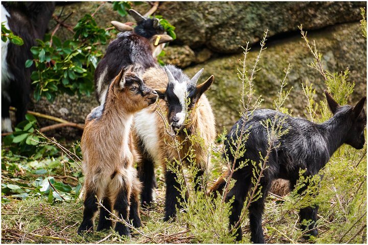 Explore as cascatas, lagoas e aldeias tradicionais do Parque Nacional Peneda-Gerês numa aventura 4x4 a partir do Porto, foto 10 | wizardtrip