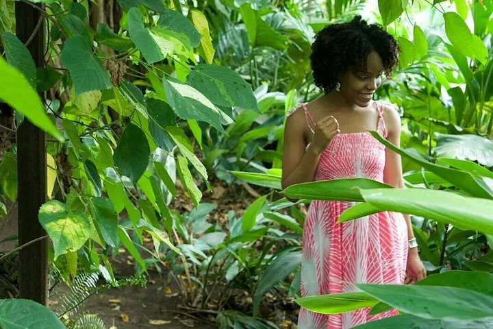 Panoramatour der Insel St. Kitts mit historischen Stätten, Naturlandschaften und Küstenansichten, Foto 15 | wizardtrip