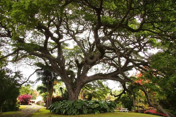 Panoramatour der Insel St. Kitts mit historischen Stätten, Naturlandschaften und Küstenansichten, Foto 17 | wizardtrip