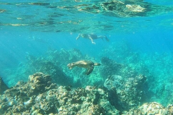 Kajak- und Schnorcheltour mit durchsichtigem Boden auf Maui, Erkundung von Korallenriffen und Meeresleben mit Meeresschildkröten, Foto 6 | wizardtrip