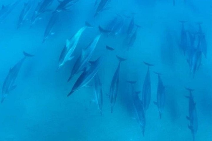 Kajak- und Schnorcheltour mit durchsichtigem Boden auf Maui, Erkundung von Korallenriffen und Meeresleben mit Meeresschildkröten, Foto 7 | wizardtrip
