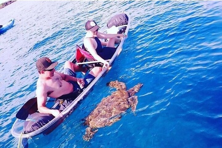 Kajak- und Schnorcheltour mit durchsichtigem Boden auf Maui, Erkundung von Korallenriffen und Meeresleben mit Meeresschildkröten, Foto 8 | wizardtrip