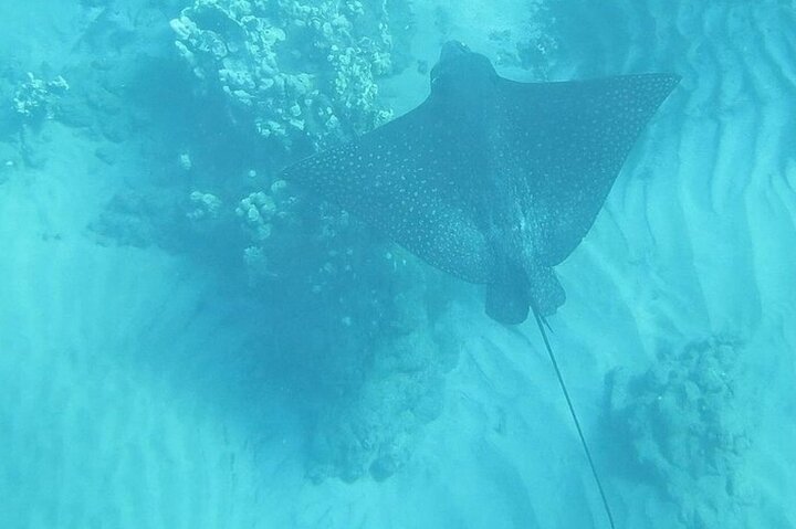 Kajak- und Schnorcheltour mit durchsichtigem Boden auf Maui, Erkundung von Korallenriffen und Meeresleben mit Meeresschildkröten, Foto 9 | wizardtrip