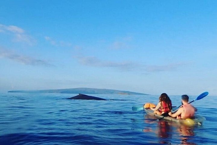 Kajak- und Schnorcheltour mit durchsichtigem Boden auf Maui, Erkundung von Korallenriffen und Meeresleben mit Meeresschildkröten, Foto 11 | wizardtrip