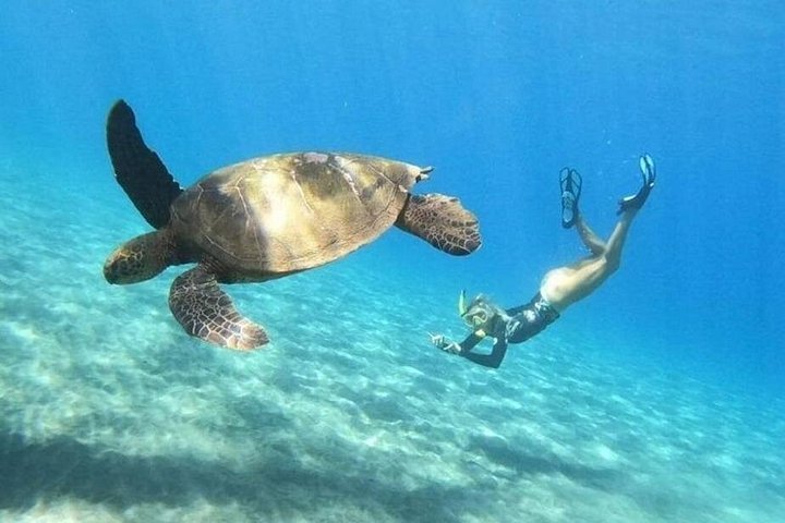 Kajak- und Schnorcheltour mit durchsichtigem Boden auf Maui, Erkundung von Korallenriffen und Meeresleben mit Meeresschildkröten, Foto 12 | wizardtrip