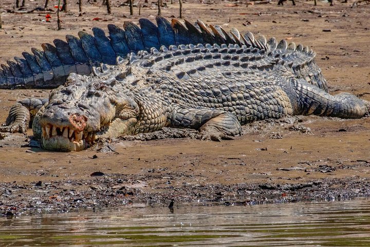 Solar Whisper Daintree River Krokodil- und Wildtierkreuzfahrt | wizardtrip