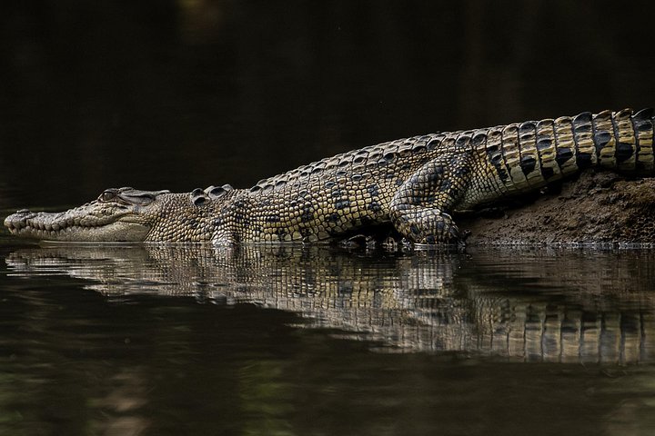 Croisière faune et crocodiles sur la rivière Daintree avec Solar Whisper à Port Douglas, Australie, photo 6 | wizardtrip