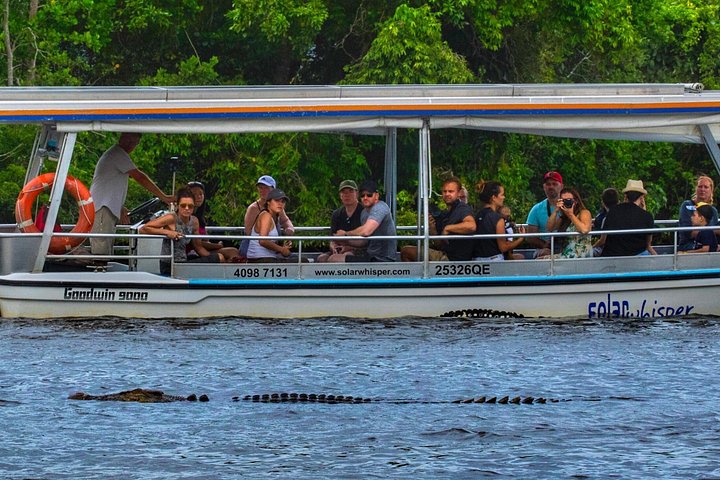 Croisière faune et crocodiles sur la rivière Daintree avec Solar Whisper à Port Douglas, Australie, photo 7 | wizardtrip
