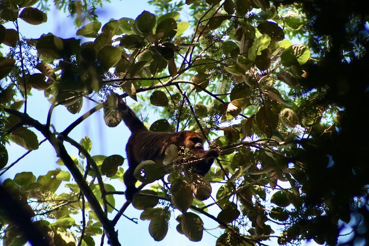 Explore Rio's Tijuca Rainforest, waterfalls, caves, and viewpoints on a guided hike, photo 6 | wizardtrip