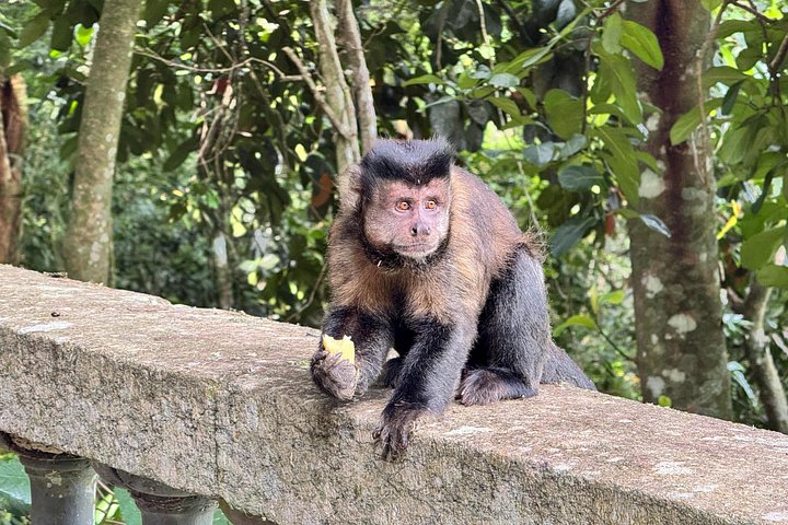 Explore Rio's Tijuca Rainforest, waterfalls, caves, and viewpoints on a guided hike, photo 9 | wizardtrip