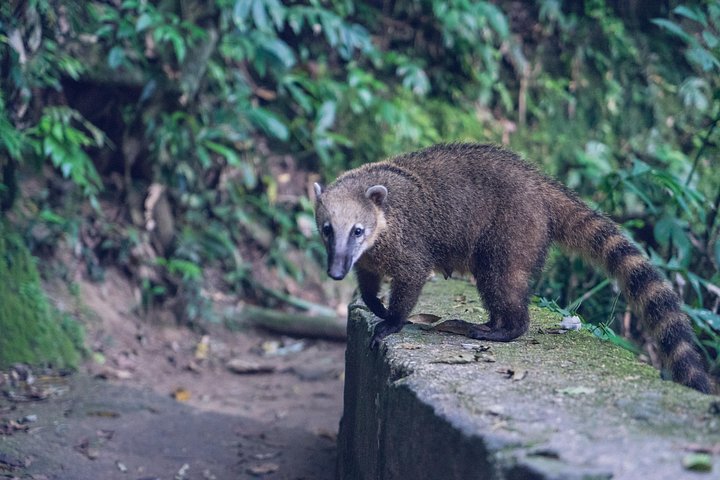 Explore Rio's Tijuca Rainforest, waterfalls, caves, and viewpoints on a guided hike, photo 10 | wizardtrip
