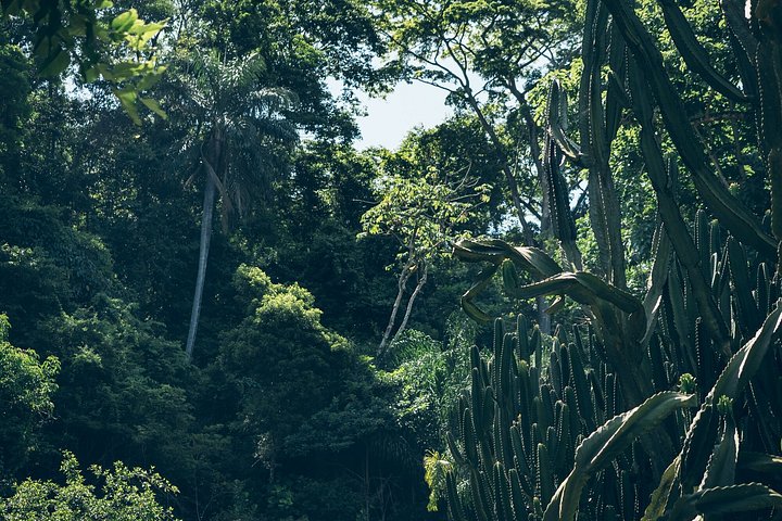 Explore Rio's Tijuca Rainforest, waterfalls, caves, and viewpoints on a guided hike, photo 12 | wizardtrip