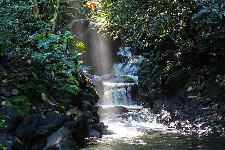 Explore Tahiti's East Coast with a small group, visiting black sand beaches, waterfalls, and cultural sites, photo 26 | wizardtrip
