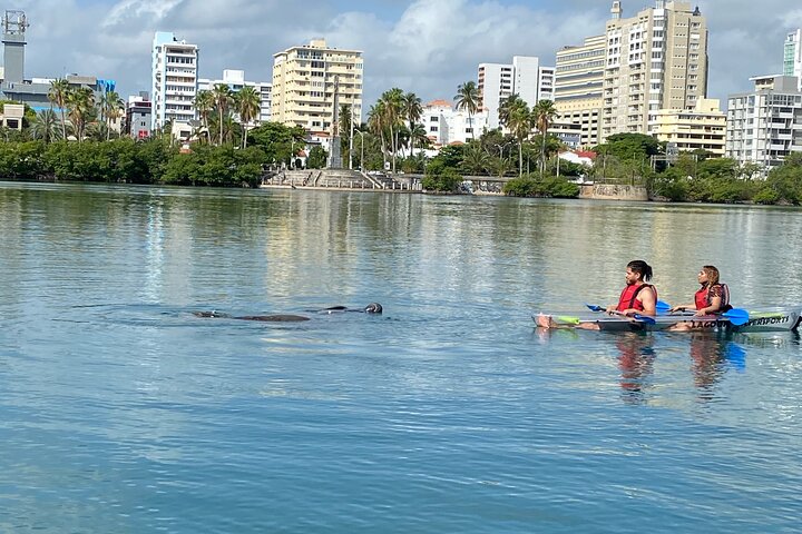 Clear kayak tour in Condado Lagoon, San Juan, Puerto Rico, offering city views and marine life encounters, photo 6 | wizardtrip
