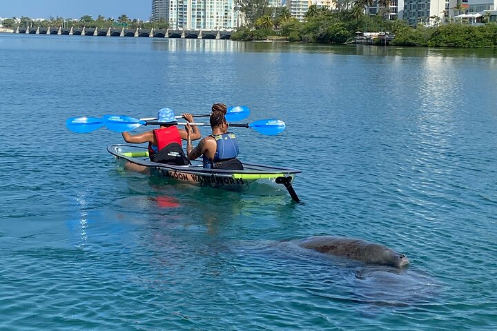 Clear kayak tour in Condado Lagoon, San Juan, Puerto Rico, offering city views and marine life encounters, photo 7 | wizardtrip