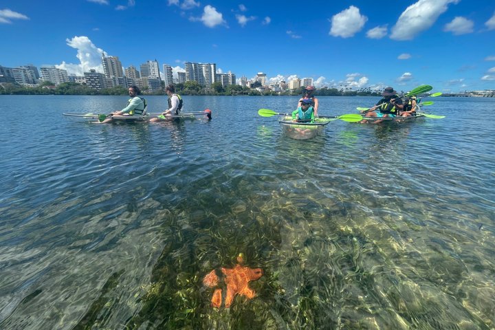 Clear kayak tour in Condado Lagoon, San Juan, Puerto Rico, offering city views and marine life encounters, photo 11 | wizardtrip
