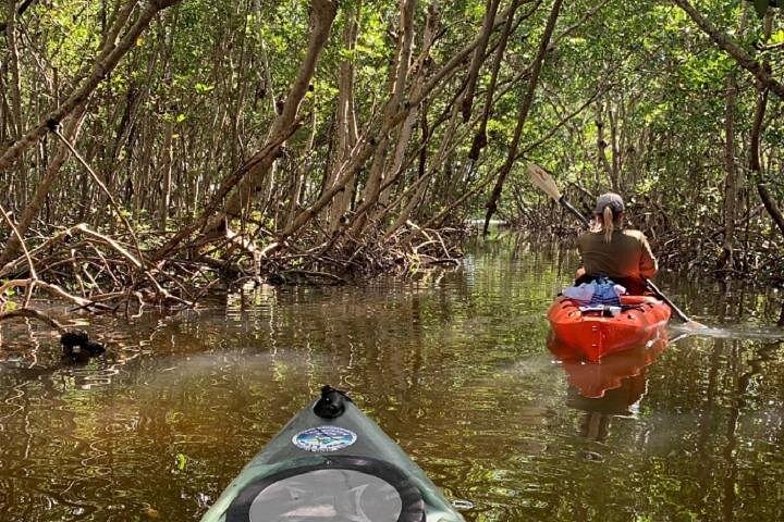 サラソタのマングローブトンネルとリトル・サラソタ湾を巡るガイド付きカヤックツアーで、野生生物を観察、写真7 | wizardtrip