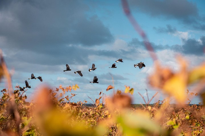 Full day tour exploring Margaret River's hidden gems, including wine tasting, local food, and animal encounters, photo 19 | wizardtrip