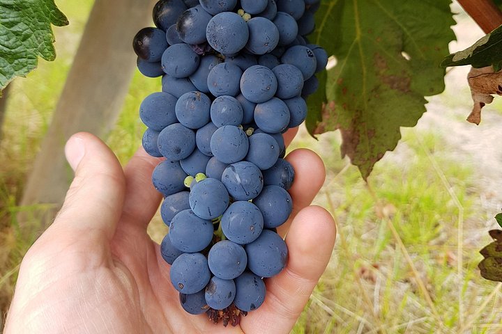 Full day tour exploring Margaret River's hidden gems, including wine tasting, local food, and animal encounters, photo 20 | wizardtrip