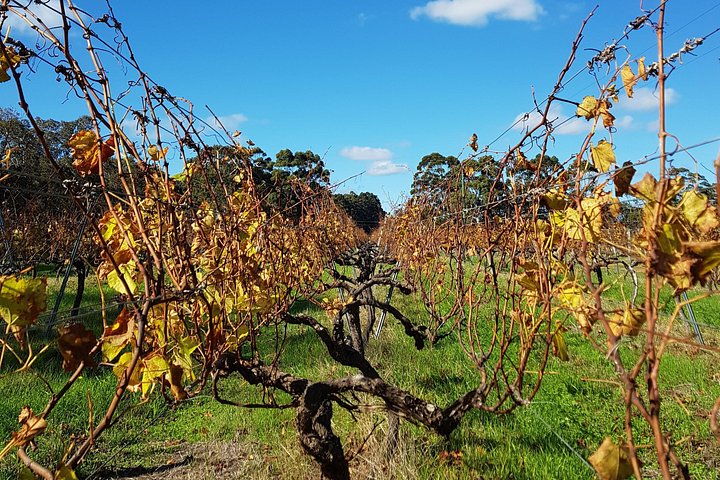 Full day tour exploring Margaret River's hidden gems, including wine tasting, local food, and animal encounters, photo 26 | wizardtrip
