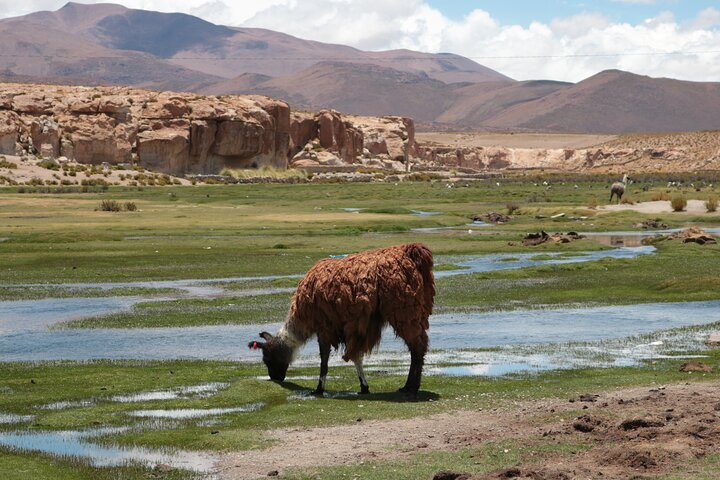 Explorez le vaste Salar d'Uyuni, les lagunes colorées et les paysages volcaniques lors d'une aventure bolivienne de 3 jours, photo 23 | wizardtrip