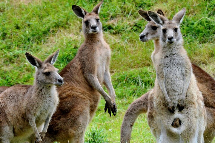 Schilderachtige tour van de Puffing Billy stoomtrein, Healesville Sanctuary en Yarra Valley, foto 7 | wizardtrip