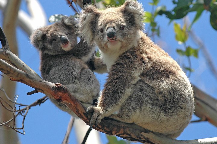 Schilderachtige tour van de Puffing Billy stoomtrein, Healesville Sanctuary en Yarra Valley, foto 8 | wizardtrip