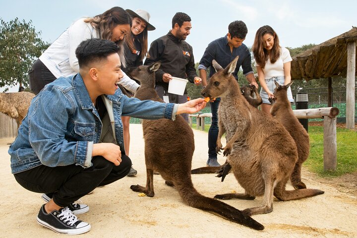 Scenic views of the Blue Mountains, Australian wildlife, and Sydney Harbour, photo 10 | wizardtrip