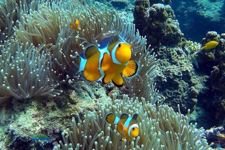 Speedboottour naar Phi Phi en 4 eilanden vanuit Krabi, Thailand, met prachtige stranden en snorkelmogelijkheden, foto 12 | wizardtrip