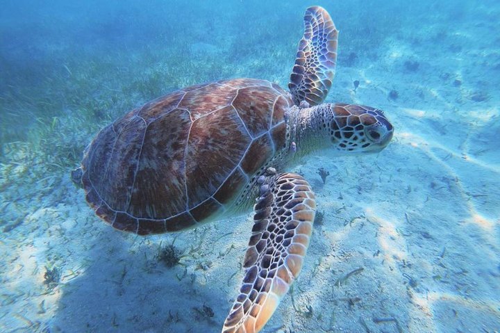 Crociera in catamarano ad Anguilla per nuotare con le tartarughe, fare snorkeling e rilassarsi in spiaggia, foto 5 | wizardtrip