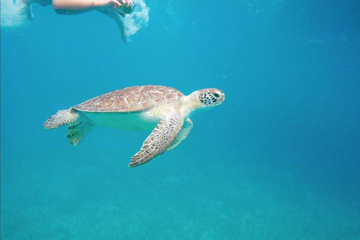 Boomerang's Best of St. Martin/Maarten : Nagez avec les tortues | wizardtrip