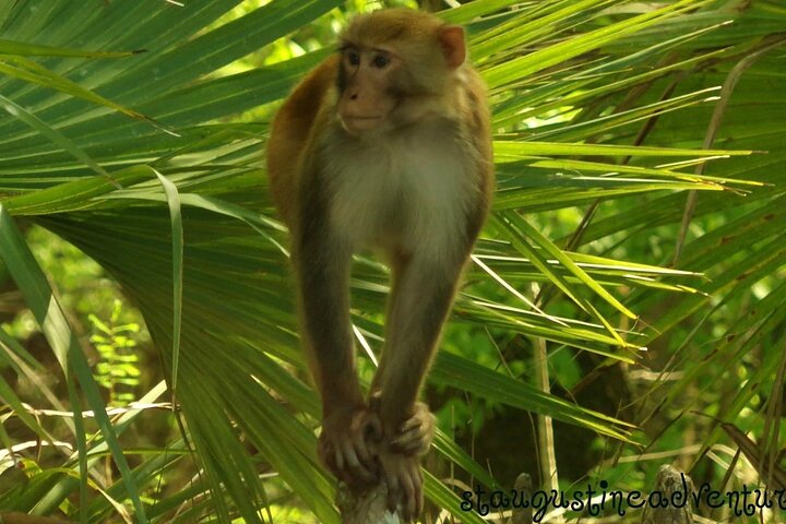 シルバー・スプリングス 透明カヤック マナティー、サル、野生動物アドベンチャー | wizardtrip