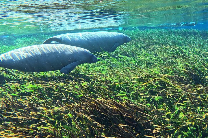 Udforsk Silver Springs' klare vand med kajak, og spot dyreliv som manater og aber, foto 22 | wizardtrip