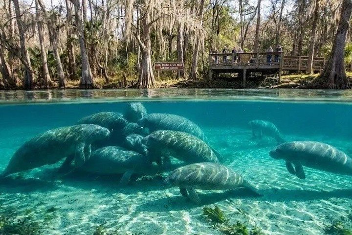 Udforsk Silver Springs' klare vand med kajak, og spot dyreliv som manater og aber, foto 24 | wizardtrip