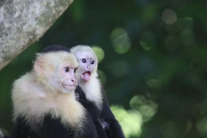 Tour Guiado por el Parque Nacional Manuel Antonio con Opción de Entrada | wizardtrip