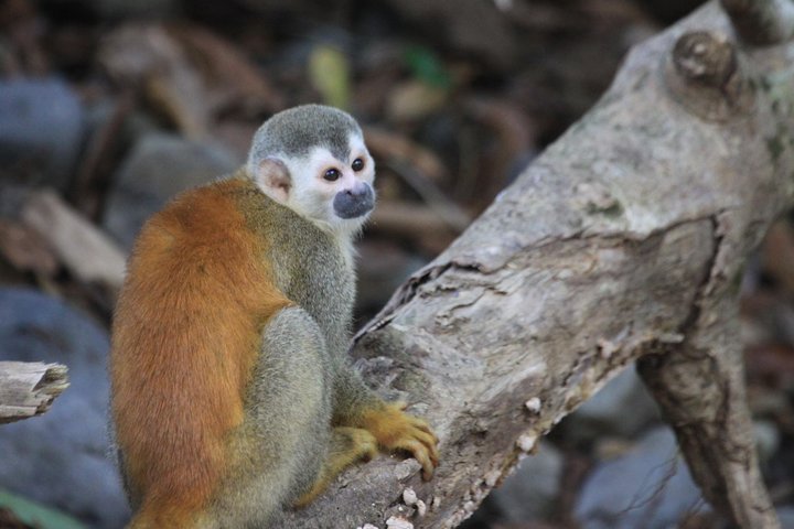 Tour guiado no Parque Nacional Manuel Antonio, Costa Rica, avistando vida selvagem e desfrutando das praias, foto 7 | wizardtrip