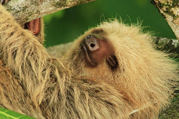 Tour guiado no Parque Nacional Manuel Antonio, Costa Rica, avistando vida selvagem e desfrutando das praias, foto 10 | wizardtrip