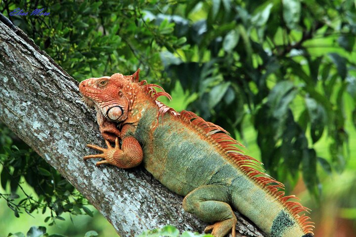 Tour guiado no Parque Nacional Manuel Antonio, Costa Rica, avistando vida selvagem e desfrutando das praias, foto 11 | wizardtrip