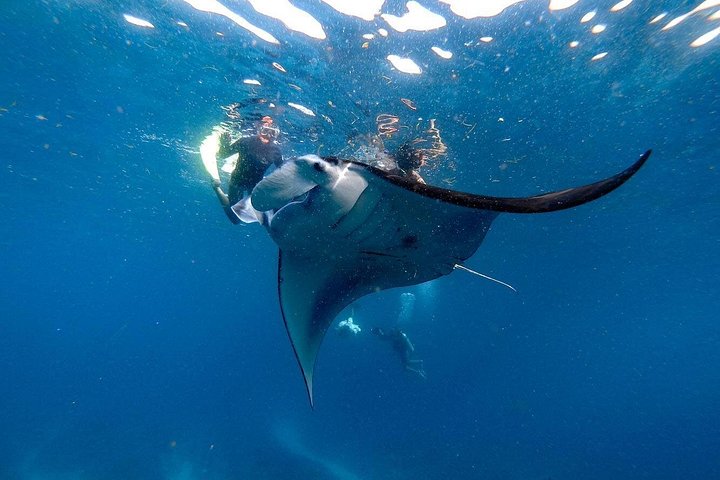 Nusa Penida Snorkeling Avontuur (Privé & All-Inclusive) | wizardtrip