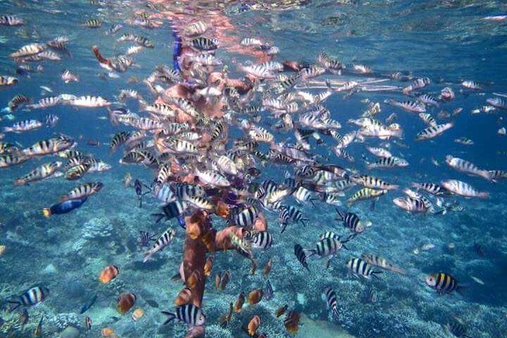 Privates Schnorchel-Abenteuer in Nusa Penida, Indonesien, mit Mantarochen, Schildkröten und atemberaubenden Stränden, Foto 7 | wizardtrip