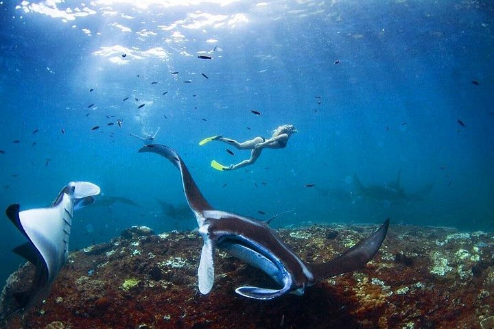 Privates Schnorchel-Abenteuer in Nusa Penida, Indonesien, mit Mantarochen, Schildkröten und atemberaubenden Stränden, Foto 10 | wizardtrip