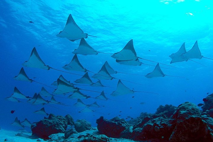Privates Schnorchel-Abenteuer in Nusa Penida, Indonesien, mit Mantarochen, Schildkröten und atemberaubenden Stränden, Foto 16 | wizardtrip