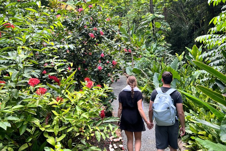 Scopri la bellezza naturale di St. Lucia con bagni di fango, cascate e viste sui Pitons, foto 8 | wizardtrip