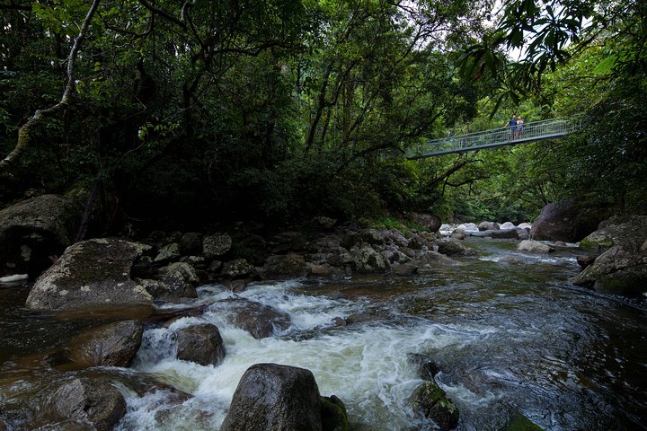 Excursão para pequenos grupos explorando a Floresta Tropical de Daintree, Mossman Gorge e Cape Tribulation a partir de Cairns, foto 9 | wizardtrip