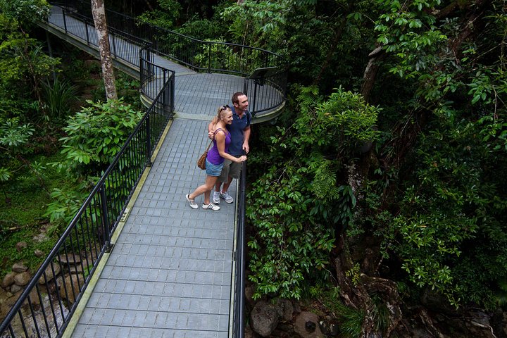 Excursão para pequenos grupos explorando a Floresta Tropical de Daintree, Mossman Gorge e Cape Tribulation a partir de Cairns, foto 11 | wizardtrip