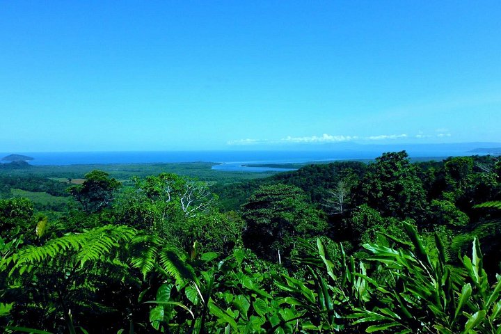 Excursão para pequenos grupos explorando a Floresta Tropical de Daintree, Mossman Gorge e Cape Tribulation a partir de Cairns, foto 19 | wizardtrip